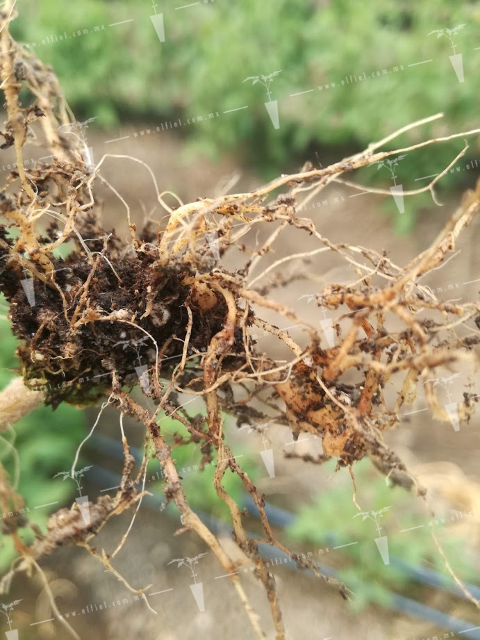 Fusariosis radicular en el cultivo de tomate
