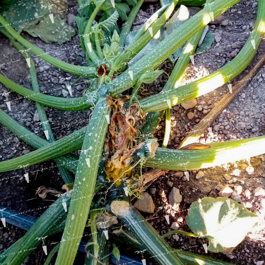 Pudrición gomosa del tallo en calabacita