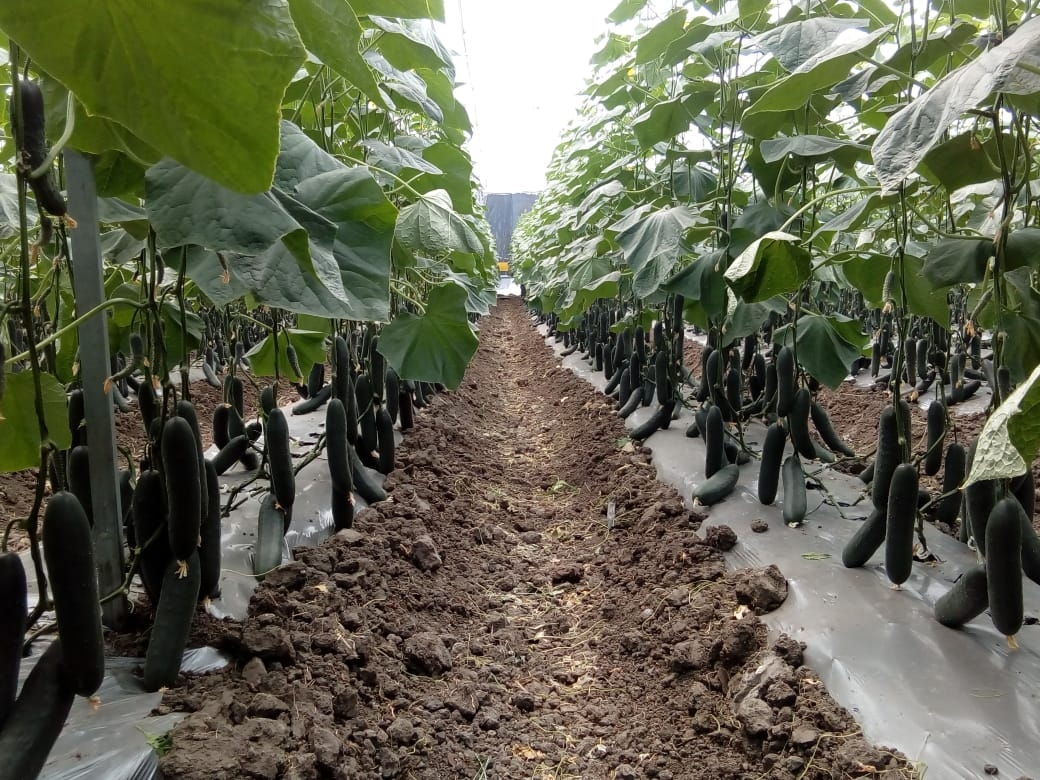 Requerimientos Edafoclimáticos del cultivo de pepino (Cucumis sativus L.)